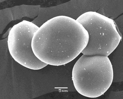El alúmina de Subglobular de la densidad verde pulveriza el polvo de 8-10um Al2o3